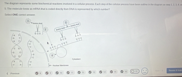 The diagram represents some blochemical reactions involved in a cellular process. Each step of the cellular process have been outline in the diagram as step 1, 2, 3, 4. o 
5. The molecule know as mRNA that is coded directly from DNA is represented by which number? 
Select ONE correct answer. 
 Previous
10 11 12 13 14 15 16 17 Ro & Setn