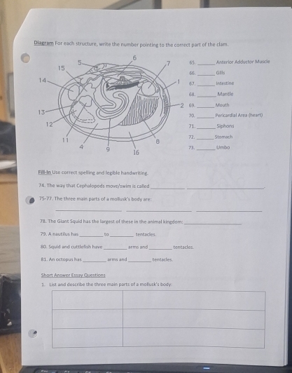 Diagram For each structure, write the number pointing to the correct part of the clam. 
65. _Anterlor Adductor Muscie 
66. _Gills 
_ 
67. Ingestine 
_ 
68. Mantle 
2 69 _Mouth 
_ 
70. Pericardial Area (heart) 
_ 
71. Siphons 
2._ Stomach 
_ 
73. Umbo 
Fll-In Use correct spelling and legible handwriting 
74. The way that Cephalopods move/'swim is called 
_ 
_ 
75-77. The three main parts of a mollusk's body are: 
_ 
__ 
78. The Giant Squid has the largest of these in the animal kingdom:_ 
__ 
79. A nautilus has tentacles . 
80. Squid and cuttlefish have_ arms and_ tentacles. 
__ 
81. An octopus has arms and tentacles. 
Short Answer Essay Questions 
1. List and describe the three main parts of a mollusk's body