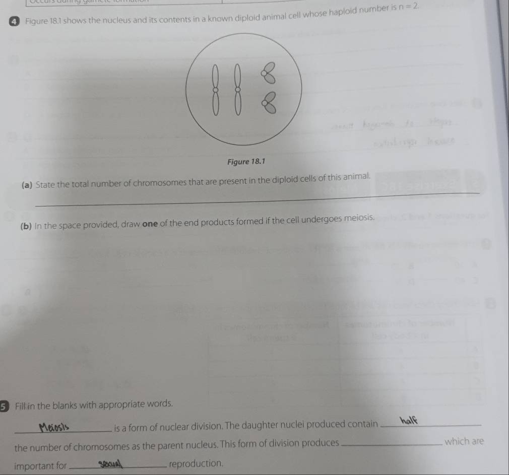 Fiqure 18.1 shows the nucleus and its contents in a known diploid animal cell whose haploid number is n=2. 
Figure 18.1 
(a) State the total number of chromosomes that are present in the diploid cells of this animal. 
_ 
(b) In the space provided, draw one of the end products formed if the cell undergoes meiosis. 
Fill in the blanks with appropriate words. 
_is a form of nuclear division. The daughter nuclei produced contain_ 
the number of chromosomes as the parent nucleus. This form of division produces _which are 
important for_ reproduction.