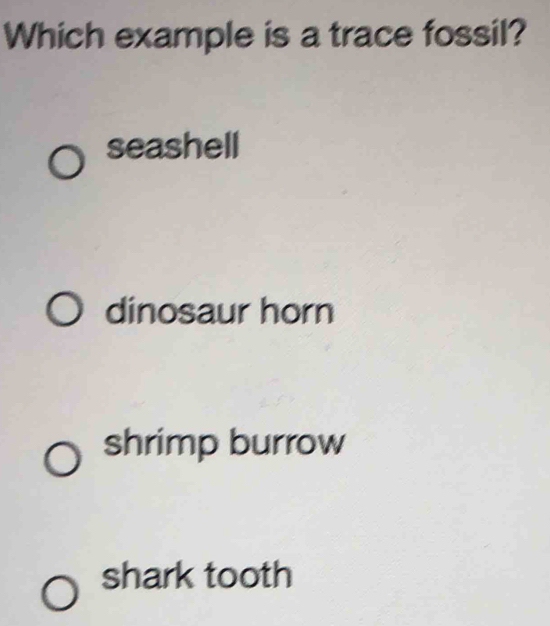 Which example is a trace fossil?
seashell
dinosaur horn
shrimp burrow
shark tooth