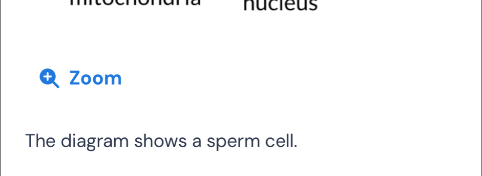 nucieus 
+ Zoom 
The diagram shows a sperm cell.