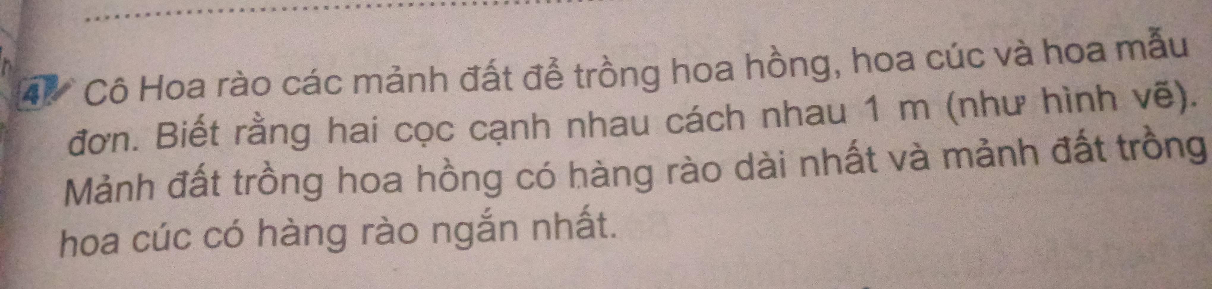 A Cô Hoa rào các mảnh đất để trồng hoa hồng, hoa cúc và hoa mẫu 
đơn. Biết rằng hai cọc cạnh nhau cách nhau 1 m (như hình vẽ). 
Mảnh đất trồng hoa hồng có hàng rào dài nhất và mảnh đất trồng 
hoa cúc có hàng rào ngắn nhất.