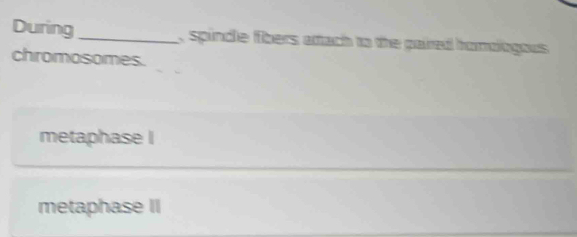 During_ , spindle fibers attach to the paired homologous.
chromosomes.
metaphase I
metaphase II