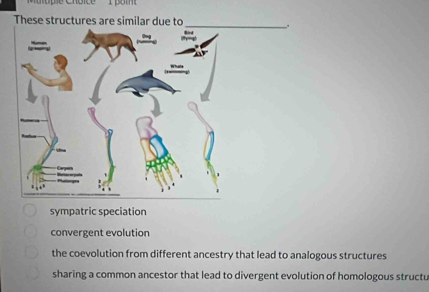 Muluple Choice'' 1 pom
These structures are similar due to_
.
sympatric speciation
convergent evolution
the coevolution from different ancestry that lead to analogous structures
sharing a common ancestor that lead to divergent evolution of homologous structu