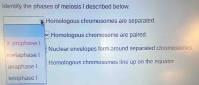 Solved: Identify the phases of meiosis I described below. Homologous ...