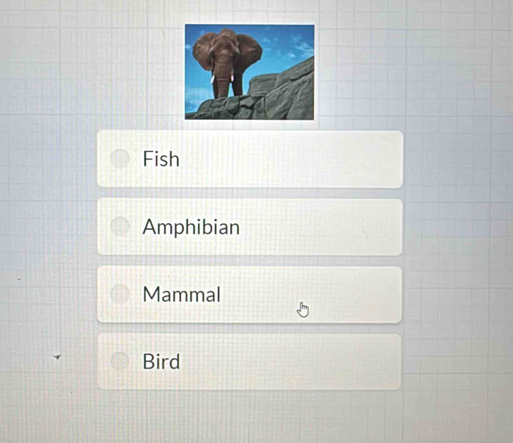 Fish 
Amphibian 
Mammal 
Bird