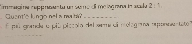 Kimmagine rappresenta un seme di melagrana in scala 2:1. 
Quant'è lungo nella realtà?_ 
. più grande o più piccolo del seme di melagrana rappresentato? 
_