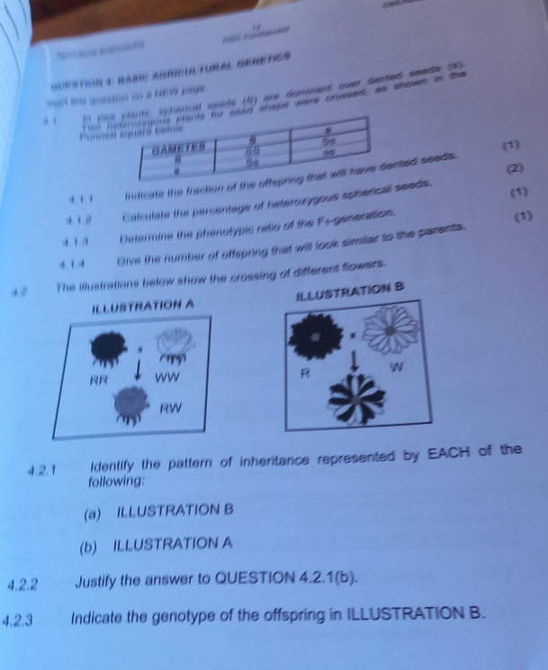 At 
Suestion $: Babie abrieultural GEmetIcS 
. . n parical spade (5) ere domnent ova beated sesde de 
man te question on a NEW page 
* tn hape were crossed, as shows is the 
(1) 
(2) 
. . , indicate the fraction of ted seeds . 
4 12 Calculate the persentage of heterszygous spheficall seeds. (1) 
4 1.③ Determine the phenotypic ratio of the F- generation. 
(1) 
Give the number of offepring that will look similar to the parents. 
2 The illustrations below show the crossing of different flowers. 
STRATION B 

4.2.1 Identify the pattern of inheritance represented by EACH of the 
following: 
(a) ILLUSTRATION B 
(b) ILLUSTRATION A 
4.2.2 Justify the answer to QUESTION 4.2.1(b). 
4,2.3 Indicate the genotype of the offspring in ILLUSTRATION B.