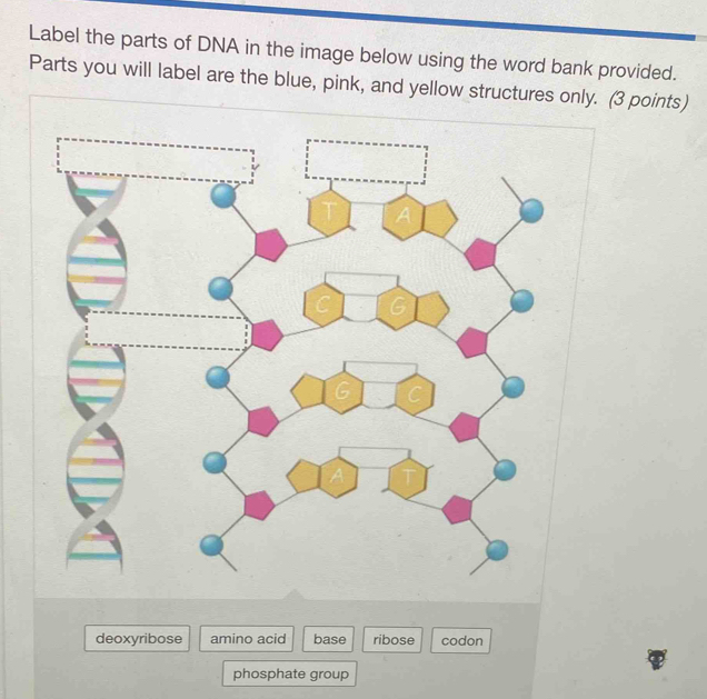 Label the parts of DNA in the image below using the word bank provided ...