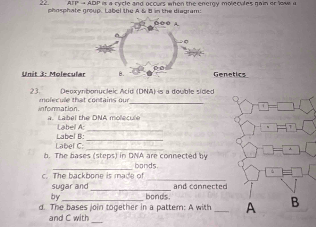 ATP → ADP is a cycle and occurs when the energy molecules gain or lose a 
phosphate group. Label the A & B in the diagram: 
Unit 3: MoleculaGenetics 
23. Deoxyribonucleic Acid (DNA) is a double sided 
molecule that contains our_ 
information. 
a. Label the DNA molecule 
_ 
Label A: 
Label B: 
_ 
Label C:_ 
b. The bases (steps) in DNA are connected by 
_bonds. 
_ 
c. The backbone is made of 
sugar and _and connected 
by _bonds. 
d. The bases join together in a pattern: A with _ 
_ 
and C with