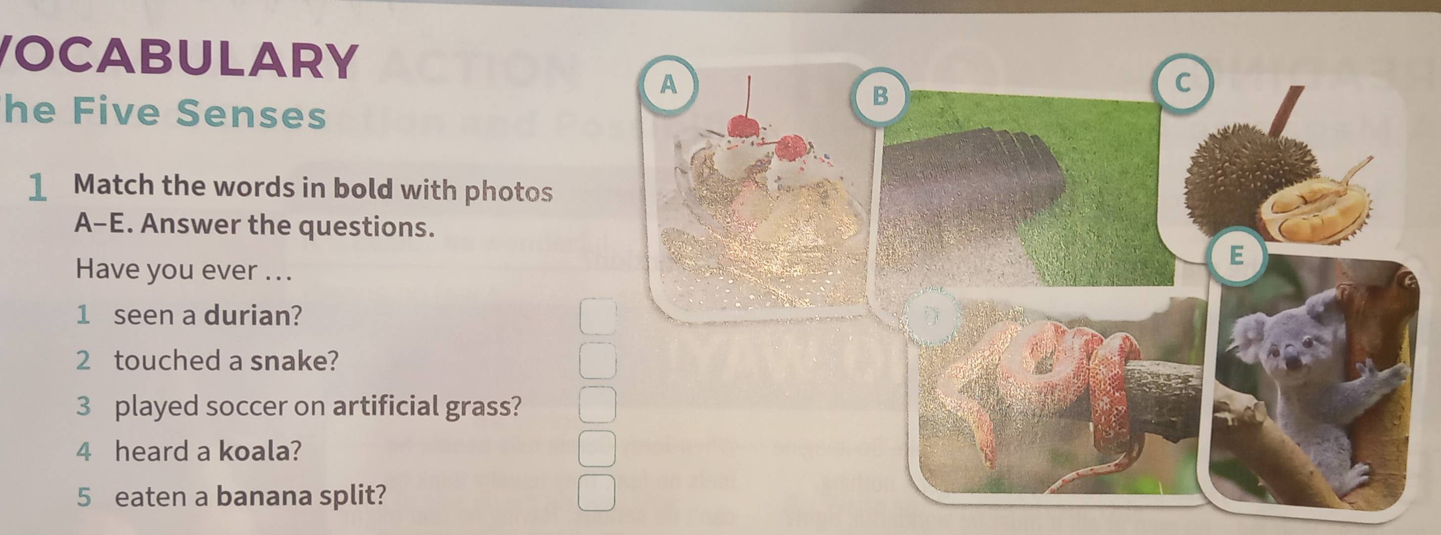 VOCABULARY 
he Five Senses 
1 Match the words in bold with photos 
A-E. Answer the questions. 
Have you ever ... 
1 seen a durian? 
2 touched a snake? 
3 played soccer on artificial grass? 
4 heard a koala? 
5 eaten a banana split?