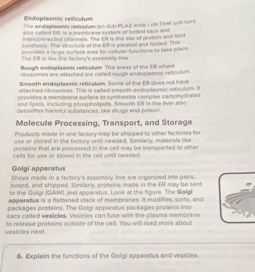 Endoplasmic reticulum 
The endoplasmic reticulum (en duh PLAZ mihk • rih TIHK yuh lum), 
also called ER, is a membrane system of folded sacs and 
interconnected channels. The ER is the site of protein and lipid 
synthesis. The structure of the ER is pleated and folded. This 
provides a large surface area for cellular functions to take place. 
The ER is like the factory's assembly line. 
Rough endoplasmic reticulum The areas of the ER where 
ribosomes are attached are called rough endoplasmic reticulum. 
Smooth endoplasmic reticulum Some of the ER does not have 
attached ribosomes. This is called smooth endoplasmic reticulum. It 
provides a membrane surface to synthesize complex carbohydrates 
and lipids, including phospholipids. Smooth ER in the liver also 
detoxifies harmful substances, like drugs and poison. 
Molecule Processing, Transport, and Storage 
Products made in one factory may be shipped to other factories for 
use or stored in the factory until needed. Similarly, materials like 
proteins that are processed in the cell may be transported to other 
cells for use or stored in the cell until needed. 
Golgi apparatus 
Shoes made in a factory's assembly line are organized into pairs, 
boxed, and shipped. Similarly, proteins made in the ER may be sent 
to the Golgi (GAWL jee) apparatus. Look at the figure. The Golgi 
apparatus is a flattened stack of membranes. It modifies, sorts, and 
packages proteins. The Golgi apparatus packages proteins into 
sacs called vesicles. Vesicles can fuse with the plasma membrane 
to release proteins outside of the cell. You will read more about 
vesicles next. 
_ 
6. Explain the functions of the Golgi apparatus and vesicles.