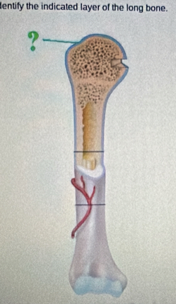 dentify the indicated layer of the long bone.