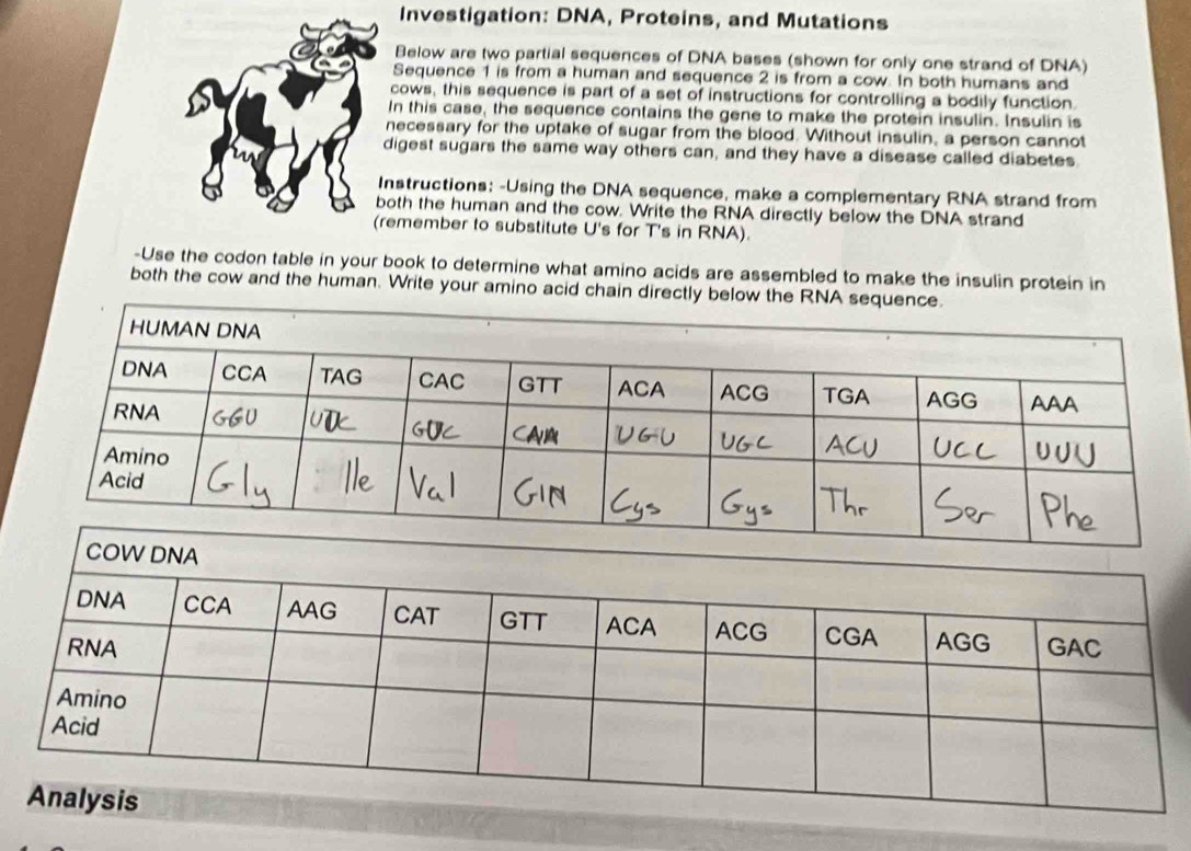 Investigation: DNA, Proteins, and Mutations 
Below are two partial sequences of DNA bases (shown for only one strand of DNA) 
Sequence 1 is from a human and sequence 2 is from a cow. In both humans and 
cows, this sequence is part of a set of instructions for controlling a bodily function. 
In this case, the sequence contains the gene to make the protein insulin. Insulin is 
necessary for the uptake of sugar from the blood. Without insulin, a person cannot 
digest sugars the same way others can, and they have a disease called diabetes. 
nstructions: -Using the DNA sequence, make a complementary RNA strand from 
oth the human and the cow. Write the RNA directly below the DNA strand 
emember to substitute U's for T's in RNA). 
-Use the codon table in your book to determine what amino acids are assembled to make the insulin protein in 
both the cow and the human. Write your amino acid chain directly below the