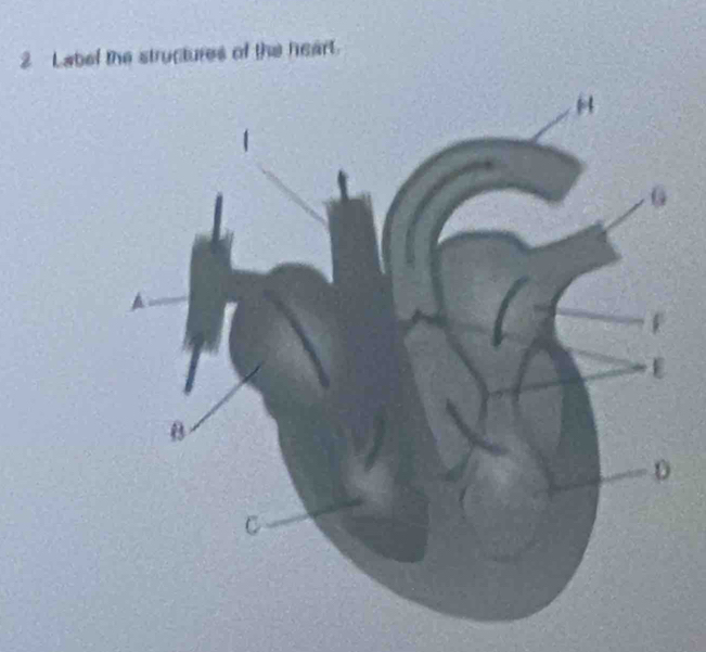 Label the structures of the heart.