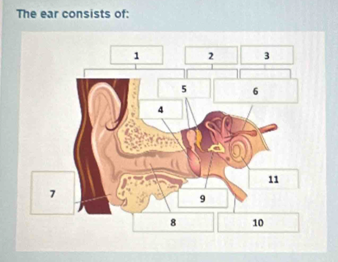 The ear consists of: