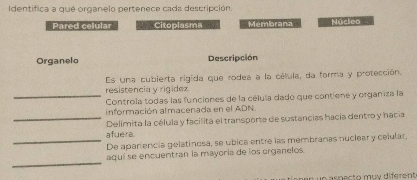 Identifica a qué organelo pertenece cada descripción.
Pared celular Citoplasma Membrana Núcleo
Organelo Descripción
Es una cubierta rígida que rodea a la célula, da forma y protección,
resistencia y rigidez.
_Controla todas las funciones de la célula dado que contiene y organiza la
información almacenada en el ADN.
_Delimita la célula y facilita el transporte de sustancias hacia dentro y hacia
afuera.
_De apariencia gelatinosa, se ubica entre las membranas nuclear y celular,
_
aquí se encuentran la mayoría de los organelos.
n un aspecto muy diferent