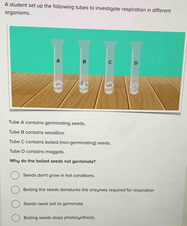 A student set up the following tubes to investigate respiration in different
organisms.
Tube A contains germinating seeds.
Tube B contains woodlice.
Tube C contains boiled (non-germinating) seeds.
Tube D contains maggots.
Why do the boiled seeds not germinate?
Seeds don't grow in hot conditions.
Boiling the seeds denatures the enzymes required for respiration
Seeds need soil to germinate.
Boiling seeds stops photosynthesis.