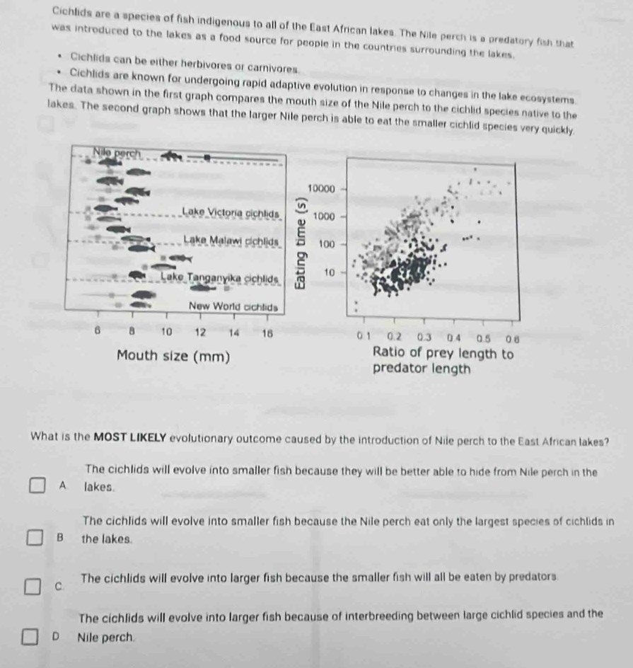 Cichlids are a species of fish indigenous to all of the East African lakes. The Nile perch is a predatory fish that
was introduced to the lakes as a food source for people in the countries surrounding the lakes.
Cichlids can be either herbivores or carnivores.
Cichlids are known for undergoing rapid adaptive evolution in response to changes in the lake ecosystems.
The data shown in the first graph compares the mouth size of the Nile perch to the cichlid species native to the
lakes. The second graph shows that the larger Nile perch is able to eat the smaller cichlid species very quickly.
Nile perch
Lake Victoría cichlids
Lake Malawi cichlds
Lake Tanganyika cichlids
New World cichlids
6 B 10 12 14 16
Mouth size (mm)
What is the MOST LIKELY evolutionary outcome caused by the introduction of Nile perch to the East African lakes?
The cichlids will evolve into smaller fish because they will be better able to hide from Nile perch in the
A lakes.
The cichlids will evolve into smaller fish because the Nile perch eat only the largest species of cichlids in
B the lakes.
C. The cichlids will evolve into larger fish because the smaller fish will all be eaten by predators.
The cichlids will evolve into larger fish because of interbreeding between large cichlid species and the
D Nile perch.