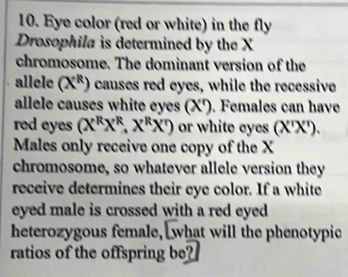 Eye color (red or white) in the fly 
Drosophila is determined by the X
chromosome. The dominant version of the 
allele (X^R) causes red eyes, while the recessive 
allele causes white eyes (X '). Females can have 
red eyes (X^RX^R,X^RX) or white eyes (X'X'). 
Males only receive one copy of the X
chromosome, so whatever allele version they 
receive determines their eye color. If a white 
eyed male is crossed with a red eyed . 
heterozygous female, what will the phenotypic 
ratios of the offspring be?