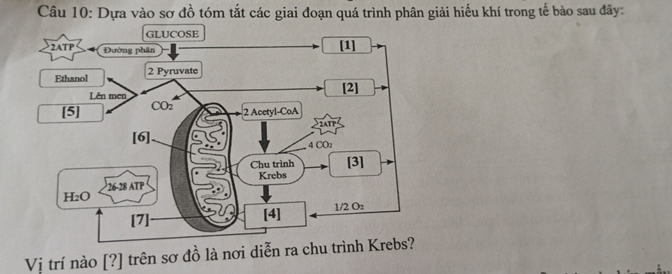 Dựa vào sơ đồ tóm tắt các giai đoạn quá trình phân giải hiếu khí trong tế bào sau đây:
Vị trí nào [?] trên sơ đồ là nơi diễn ra chu tr