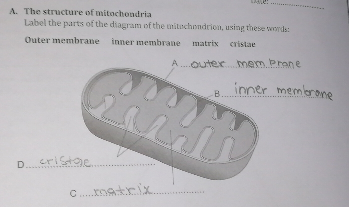 Date:_ 
A. The structure of mitochondria 
Label the parts of the diagram of the mitochondrion, using these words: 
Outer membrane inner membrane matrix cristae 
_ 
C._ 
_