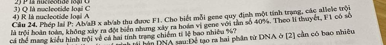 là nucleotide loại G 
3) Q là nucleotide loại C
4) R là nucleotide loại A 
Câu 24. Phép lai P: Ab/aB x ab/ab thu được F1. Cho biết mỗi gene quy định một tính trạng, các allele trội 
là trôi hoàn toàn, không xảy ra đột biển nhưng xảy ra hoán vị gene với tần số 40%. Theo lí thuyết, F1 có số 
cá thể mang kiểu hình trội về cả hai tính trạng chiếm tỉ lệ bao nhiêu %? 
h tá h DNA sau:Để tạo ra hai phân tử DNA ở [2] cần có bao nhiêu