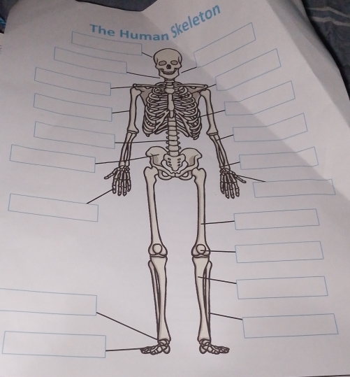 The Human Skeleton