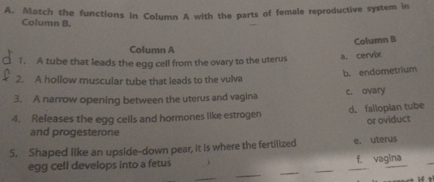 Match the functions in Column A with the parts of female reproductive system in
Column B.
Column B
Column A
1. A tube that leads the egg cell from the ovary to the uterus
a. cervix
b. endometrium
2. A hollow muscular tube that leads to the vulva
3. A narrow opening between the uterus and vagina c. ovary
d. fallopian tube
4. Releases the egg cells and hormones like estrogen
or oviduct
and progesterone
5. Shaped like an upside-down pear, it is where the fertilized e. uterus
_
_
_
egg cell develops into a fetus
f. vagina
_
_
_
_
if t