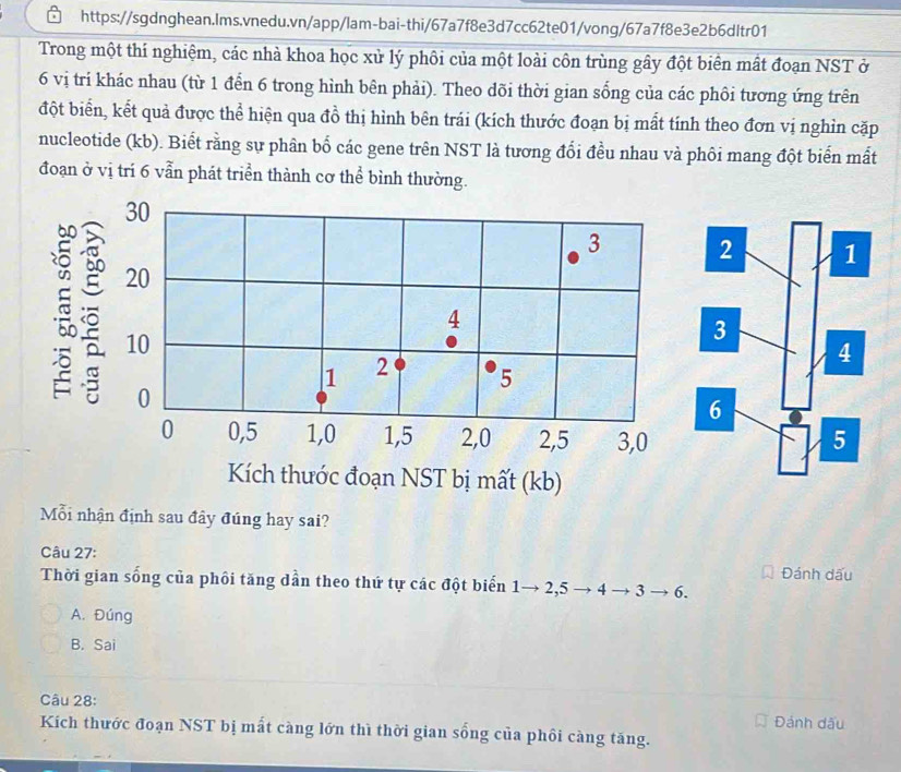 Trong một thí nghiệm, các nhà khoa học xử lý phôi của một loài côn trùng gây đột biên mất đoạn NST ở
6 vị trí khác nhau (từ 1 đển 6 trong hình bên phải). Theo dõi thời gian sống của các phôi tương ứng trên
đột biển, kết quả được thể hiện qua đồ thị hình bên trái (kích thước đoạn bị mất tính theo đơn vị nghỉn cặp
nucleotide (kb). Biết rằng sự phân bố các gene trên NST là tương đổi đều nhau và phôi mang đột biển mất
đoạn ở vị trí 6 vẫn phát triển thành cơ thể bình thường.
30
3
20
4
10
1 2 5
0
0 0, 5 1, 0 1, 5 2, 0 2, 5 3, 0
Kích thước đoạn NST bị mất (kb)
Mỗi nhận định sau đây đúng hay sai?
Câu 27:
Đánh dấu
Thời gian sống của phôi tăng dần theo thứ tự các đột biến 1→ 2,5 → 4 → 3 → 6.
A. Đúng
B. Sai
Câu 28: Đánh dấu
Kích thước đoạn NST bị mất càng lớn thì thời gian sống của phối càng tăng.