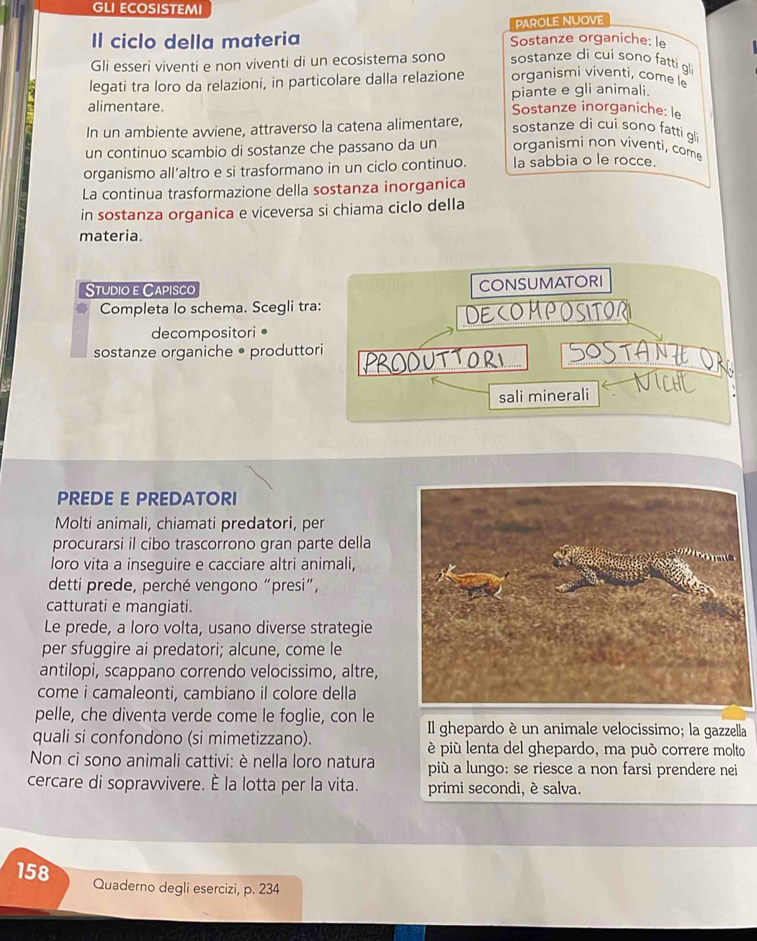 GLI ECOSISTEMI
parole nuove
Il ciclo della materia Sostanze organiche: le
Gli esseri viventi e non viventi di un ecosistema sono sostanze di cui sono fatti gli
legati tra loro da relazioni, in particolare dalla relazione organismi viventi, come le
piante e gli animali.
alimentare. Sostanze inorganiche: le
In un ambiente avviene, attraverso la catena alimentare, sostanze di cui sono fatti gli
un continuo scambio di sostanze che passano da un
organismi non viventi, come
organismo all’altro e si trasformano in un ciclo continuo. la sabbia o le rocce.
La continua trasformazione della sostanza inorganica
in sostanza organica e viceversa si chiama ciclo della
materia.
Studio e Capisco
CONSUMATORI
Completa lo schema. Scegli tra: COMP tor
decompositori•
sostanze organiche • produttori
TA
UTOR
sali minerali
PREDE E PREDATORI
Molti animali, chiamati predatori, per
procurarsi il cibo trascorrono gran parte della
loro vita a inseguire e cacciare altri animali,
detti prede, perché vengono “presi”,
catturati e mangiati.
Le prede, a loro volta, usano diverse strategie
per sfuggire ai predatori; alcune, come le
antilopi, scappano correndo velocissimo, altre,
come i camaleonti, cambiano il colore della
pelle, che diventa verde come le foglie, con le Il ghepardo è un animale velocissimo; la gazzella
quali si confondono (si mimetizzano).
è più lenta del ghepardo, ma può correre molto
Non ci sono animali cattivi: è nella loro natura più a lungo: se riesce a non farsi prendere nei
cercare di sopravvivere. È la lotta per la vita. primi secondi, è salva.
158 Quaderno degli esercizi, p. 234