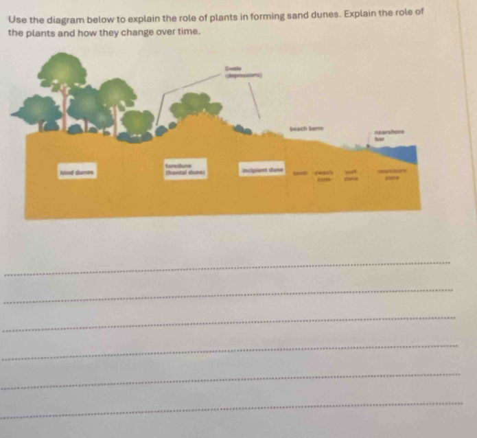 Use the diagram below to explain the role of plants in forming sand dunes. Explain the role of 
the plants and how they change over time. 
_ 
_ 
_ 
_ 
_ 
_