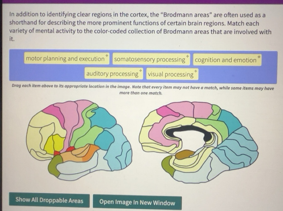 Solved: In addition to identifying clear regions in the cortex, the ...