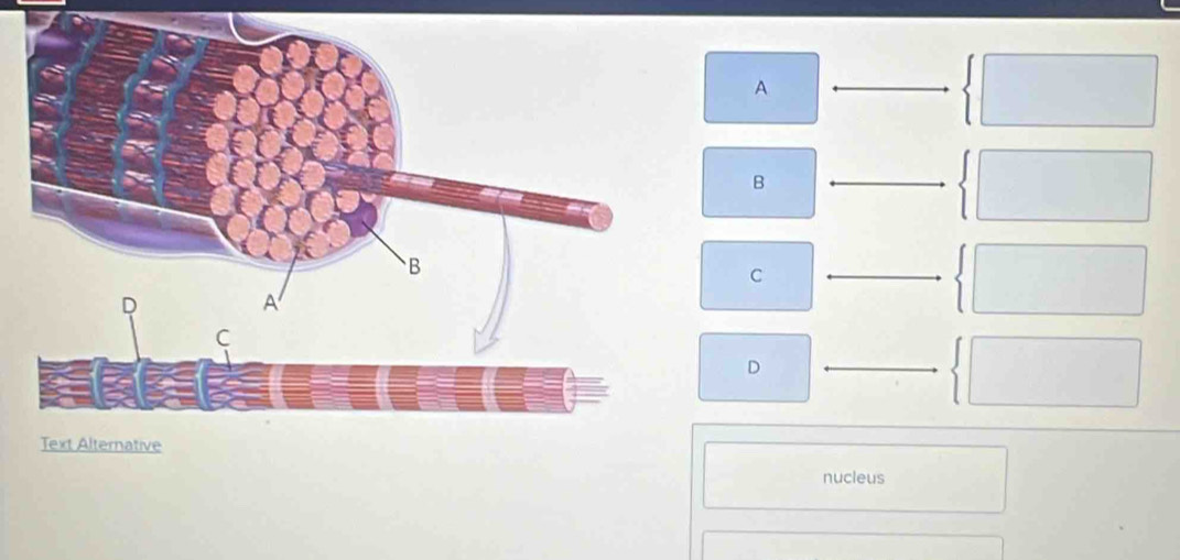 A
B
C
D
nucleus