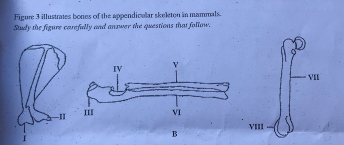 Figure 3 illustrates bones of the appendicular skeleton in mammals. 
Study the figure carefully and answer the questions that follow. 
VII 

VIII 
B