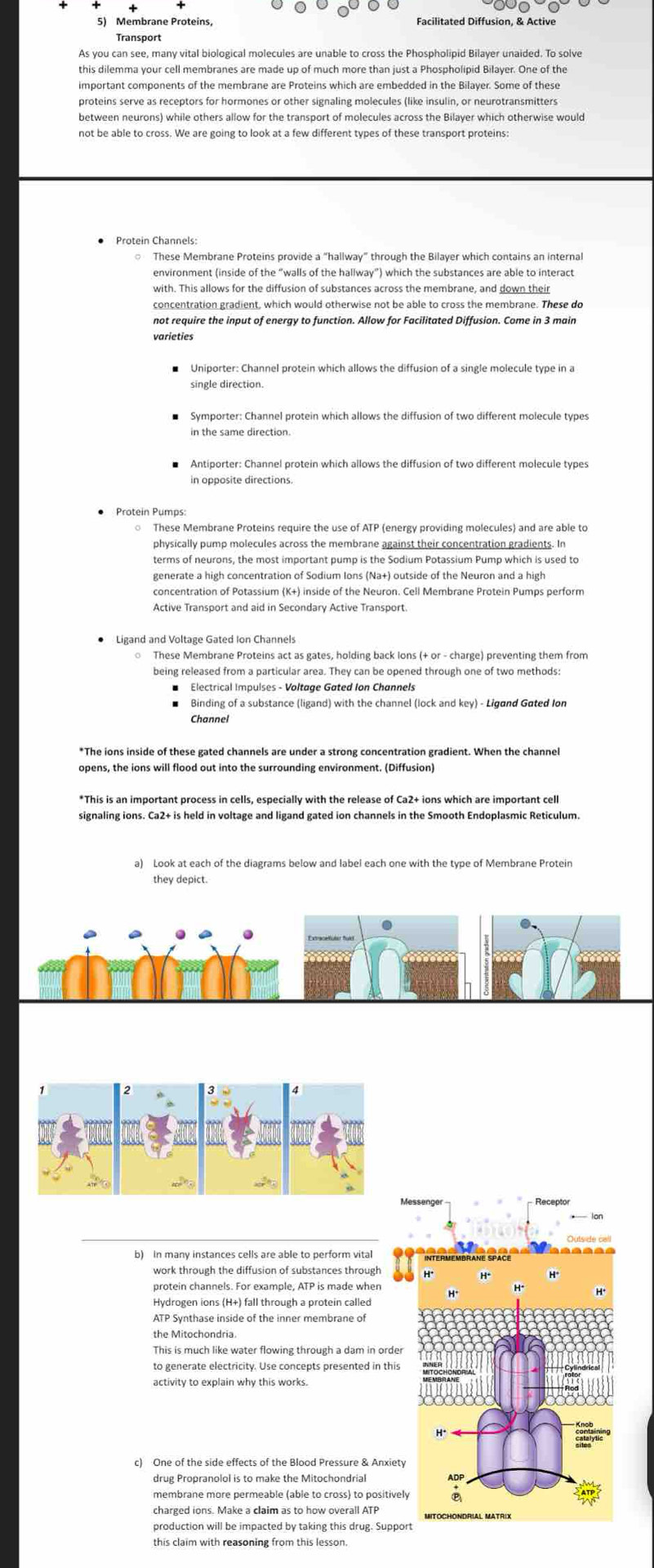 Membrane Proteins, Facilitated Diffusion, & Active
Transport
As you can see, many vital biological molecules are unable to cross the Phospholipid Bilayer unaided. To solve
not be able to cross. We are going to look at a few different types of these transport proteins:
Protein Channels:
These Membrane Proteins provide a “hallway” through the Bilayer which contains an interna
with. This allows for the diffusion of substances across the membrane, and down their
concentration gradient, which would otherwise not be able to cross the membrane. These do
not require the input of energy to function. Allow for Facilitated Diffusion. Come in 3 main
varieties
single direction.
Symporter: Channel protein which allows the diffusion of two different molecule types
in the same direction.
Antiporter: Channel protein which allows the diffusion of two different molecule types
in opposite directions.
Protein Pumps:
These Membrane Proteins require the use of ATP (energy providing molecules) and are able to
physically pump molecules across the membrane against their concentration gradients. In
terms of neurons, the most important pump is the Sodium Potassium Pump which is used to
generate a high concentration of Sodium Ions (Na+) outside of the Neuron and a high
concentration of Potassium (K+) inside of the Neuron. Cell Membrane Protein Pumps perform
These Membrane Proteins act as gates, holding back lons (+ or - charge) preventing them from
being released from a particular area. They can be opened through one of two methods:
Binding of a substance (ligand) with the channel (lock and key) - Ligand Gated Ior
Channel
*The ions inside of these gated channels are under a strong concentration gradient. When the channel
opens, the ions will flood out into the surrounding environment. (Diffusion)
signaling ions. Ca2+ is held in voltage and ligand gated ion channels in the Smooth Endoplasmic Reticulum
a) Look at each of the diagrams below and label each one with the type of Membrane Protein
they depict.
b) In many instances cells are able to perform vital
work through the diffusion of substances through
Hydrogen ions (H+) fall through a protein called
the Mitochondria.
This is much like water flowing through a dam in orde
to generate electricity. Use concepts presented in this
activity to explain why this works.
c) One of the side effects of the Blood Pressure & Anxiet
drug Propranolol is to make the Mitochondrial
membrane more permeable (able to cross) to positive
charged ions. Make a claim as to how overall ATI
this claim with reasoning from this lesson.