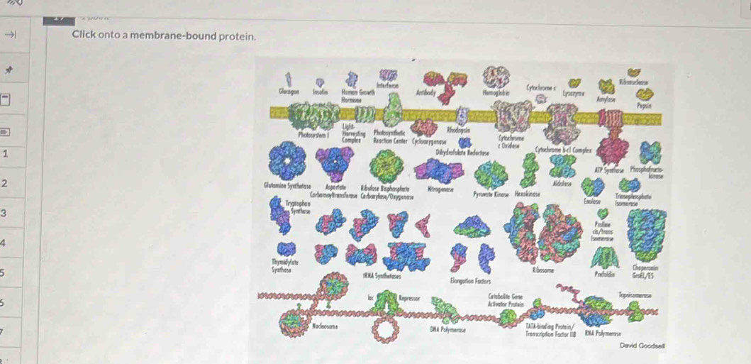 Click onto a membrane-bound protein. 
1
2
3
4
5
5