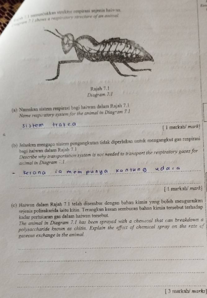 ), I reunjukkan struktur respirasi sejenis haiw an. 
* I shows a respiratory structure of an animal 
(a) Namakan sistem respirasi bagi haiwan dalam Rajah 7.1 
Name respiratory system for the animal in Diagram 7.1 
_ 
[ 1 markah/ mark] 
(b) Jelasken mengapa sistem pengangkutan tidak diperlukan untuk mengangkut gas respirasi 
bagi haiwan dalam Rajah 7.1 
Describe why transportation system is not needed to transport the respiratory gases for 
animal in Diagram 7.1. 
_ 
_ 
[ ① marksh/ mark] 
(c) Haiwan dalam Rajah 7.1 telah disembur dengan bahan kimia yang boleh menguraikan 
sejenis polisakarida iaitu kitin. Terangkan kesan semburan bahan kimia tersebut terhadap 
kadar pertukaran gas dalam haiwan tersebut. 
The animal in Diagram 7.1 has been sprayed with a chemical that can breakdown a 
polysaccharide known as chitin. Explain the effect of chemical spray on the rate of 
gaseous exchange in the animal. 
_ 
_ 
_ 
_ 
[ 3 markah/ marks]