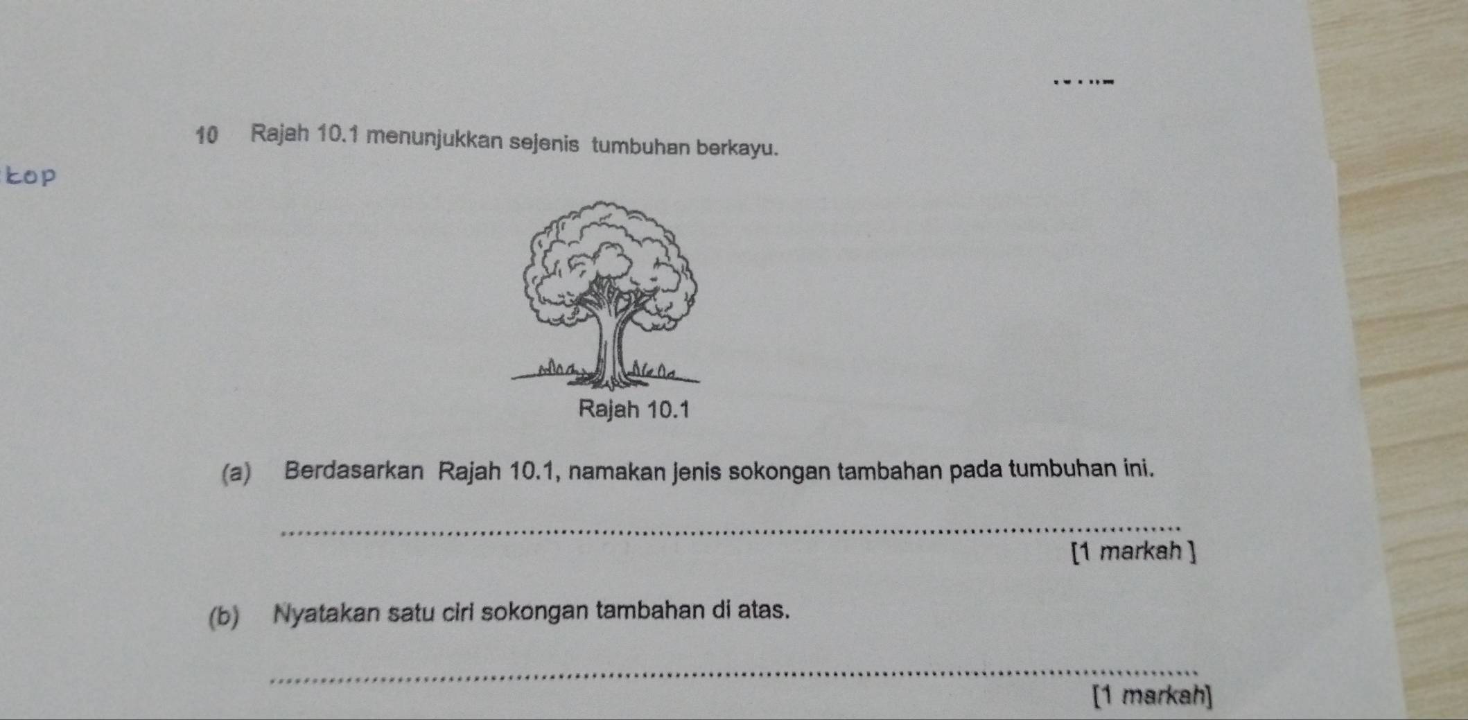 Rajah 10.1 menunjukkan sejenis tumbuhan berkayu. 
kop 
(a) Berdasarkan Rajah 10.1, namakan jenis sokongan tambahan pada tumbuhan ini. 
_ 
[1 markah ] 
(b) Nyatakan satu ciri sokongan tambahan di atas. 
_ 
[1 markah]