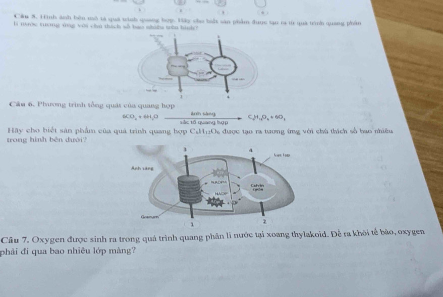 Hình ảnh bên mô tả quá trình quang hợp. Hãy cho biết sân phẩm được tạo ra từ quá trình quang phần 
li nước tướng ứng với chú thích số bao nhiêu trên hình? 
Câu 6, Phương trình tổng quát của quang hợp
6CO_2+6H_2O  4nhsAng/sactoquanghop to C_6H_12O_6+6O_2
Hãy cho biết sản phẩm của quả trình quang hợp C_6H_12O_6 được tạo ra tương ứng với chú thích số bao nhiều 
trong hình bên dưới? 
Câu 7. Oxygen được sinh ra trong quá trình quang phân li nước tại xoang thylakoid. Để ra khỏi tế bào, oxygen 
phải đi qua bao nhiêu lớp màng?