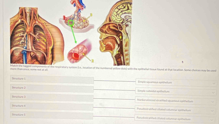 thelial tissue found at that location. Some choices may be used
Structure 1
Simple squamous epithelium
Structure 2
Simple cuboidal epithelium
Structure 3 Nonkeratinized stratified squamous epithellum
Structure 4 Pseudostratified ciliated columnar epithelium
Structure 5 Pseudostratified ciliated columnar epithelium