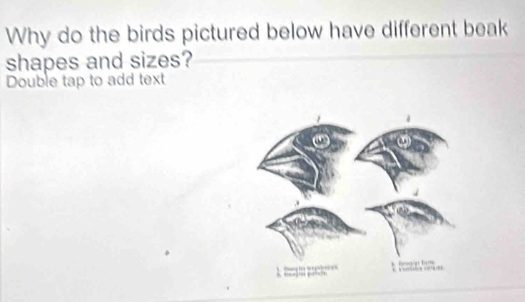 Why do the birds pictured below have different beak 
shapes and sizes? 
Double tap to add text