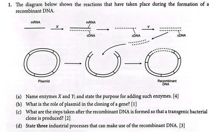 The diagram below shows the reactions that have taken place during the formation of a 
recombinant DNA. 
(a) Name enzymes X and Y; and state the purpose for adding such enzymes. [4] 
(b) What is the role of plasmid in the cloning of a gene? [1] 
(c) What are the steps taken after the recombinant DNA is formed so that a transgenic bacterial 
clone is produced? [2] 
(d) State three industrial processes that can make use of the recombinant DNA. [3]