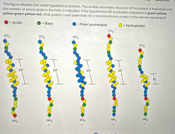 This figure displays five small hypothetical proteins. The α-helix secondary structure of the protein is bracketed and
the number of amino acids in the helix is indicated. If the hypothetical ER localization sequence is green-yellow-
yellow-green-yellow-red, what protein could potentially be a transmembrane protein in the plasma membrane?