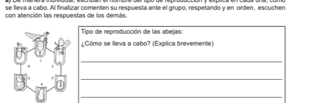 ay De manera individdar, escriban el nombre del tpo de rebroducción y explica en cada u n a 
se lleva a cabo. Al finalizar comenten su respuesta ante el grupo, respetando y en orden, escuchen 
con atención las respuestas de los demás. 
Tipo de reproducción de las abejas: 
¿Cómo se lleva a cabo? (Explica brevemente) 
_ 
_ 
_