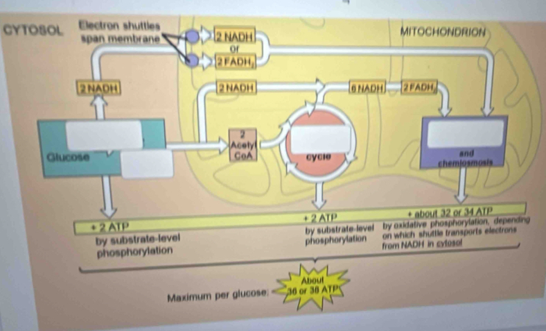 CYTOSOL