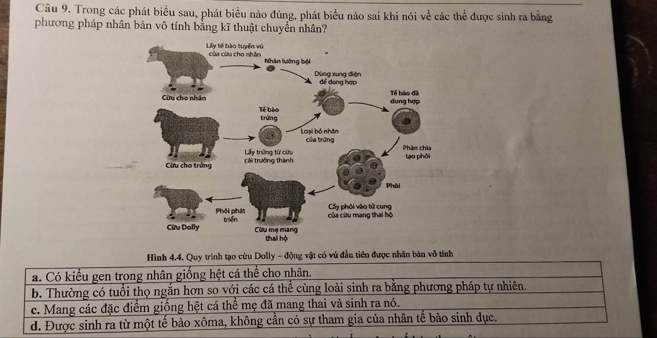 Trong các phát biểu sau, phát biểu nào đúng, phát biểu nào sai khi nói về các thể được sinh ra bằng
phương pháp nhân bản vô tính bằng kĩ thuật chuyển nhân?
Hình 4.4. Quy trình tạo cừu Dolly - động vật có vú đầu tiên được nhân bản vô tinh
a. Có kiểu gen trong nhân giống hệt cá thể cho nhân.
b. Thường có tuổi thọ ngắn hơn so với các cá thể cùng loài sinh ra bằng phương pháp tự nhiên.
c. Mang các đặc điểm giống hệt cá thể mẹ đã mang thai và sinh ra nó.
d. Được sinh ra từ một tế bào xôma, không cần có sự tham gia của nhân tế bào sinh dục.