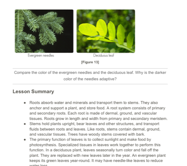 Evergreen needles 
[Figure 13] 
Compare the color of the evergreen needles and the deciduous leaf. Why is the darker 
color of the needles adaptive? 
Lesson Summary 
Roots absorb water and minerals and transport them to stems. They also 
anchor and support a plant, and store food. A root system consists of primary 
and secondary roots. Each root is made of dermal, ground, and vascular 
tissues. Roots grow in length and width from primary and secondary meristem. 
Stems hold plants upright, bear leaves and other structures, and transport 
fluids between roots and leaves. Like roots, stems contain dermal, ground, 
and vascular tissues. Trees have woody stems covered with bark. 
The primary function of leaves is to collect sunlight and make food by 
photosynthesis. Specialized tissues in leaves work together to perform this 
function. In a deciduous plant, leaves seasonally turn color and fall off the 
plant. They are replaced with new leaves later in the year. An evergreen plant 
keeps its green leaves year-round. It may have needle-like leaves to reduce