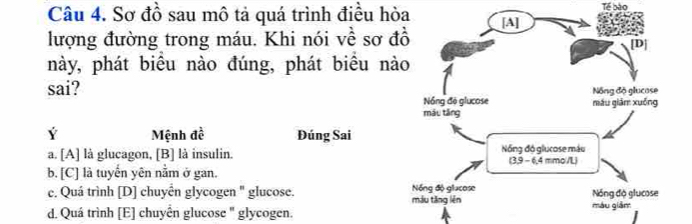 Tế bào
Câu 4. Sơ đồ sau mô tả quá trình điều hòa 
lượng đường trong máu. Khi nói về sơ đ
này, phát biểu nào đúng, phát biểu nà
sai? 
Ý Mệnh đề Đúng Sai
a. [A] là glucagon, [B] là insulin.
b. [C] là tuyến yên nằm ở gan.
c. Quá trình [D] chuyển glycogen " glucose.
d. Quá trình [E] chuyên glucose " glycogen.