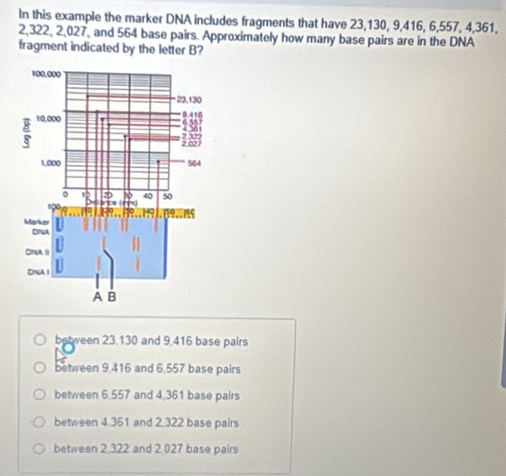 In this example the marker DNA includes fragments that have 23, 130, 9, 416, 6, 557, 4, 361.
2,322, 2,027, and 564 base pairs. Approximately how many base pairs are in the DNA
fragment indicated by the letter B?
between 23.130 and 9,416 base pairs
between 9.416 and 6.557 base pairs
between 6.557 and 4,361 base pairs
between 4.361 and 2,322 base pairs
between 2 322 and 2 027 base pairs